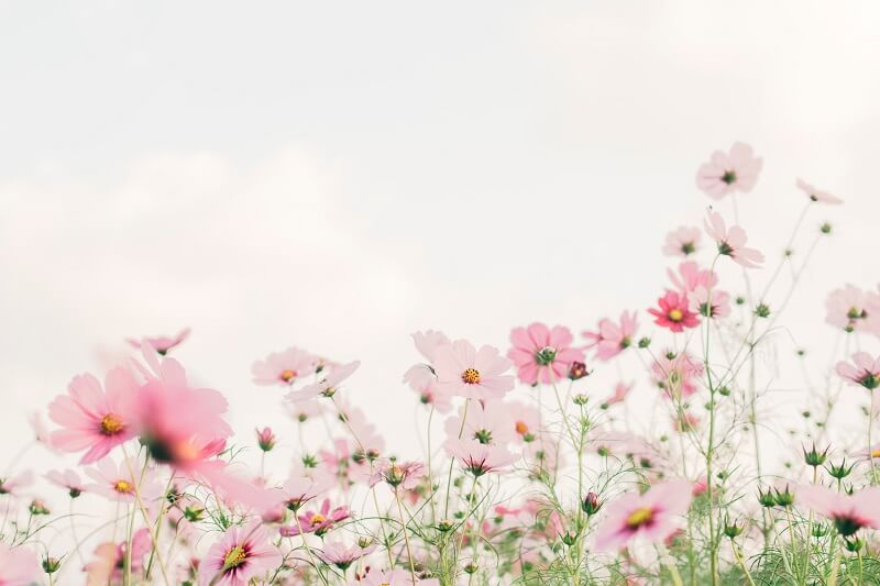 pink spring flowers in a field